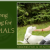 Qigong for Animal Healing Online Course